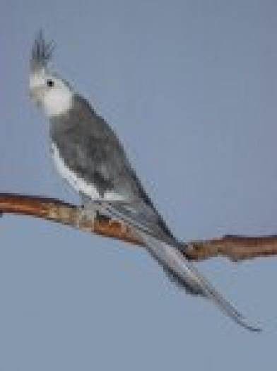 65_white20face20gray20adult20sheba20new - PAPAGALI