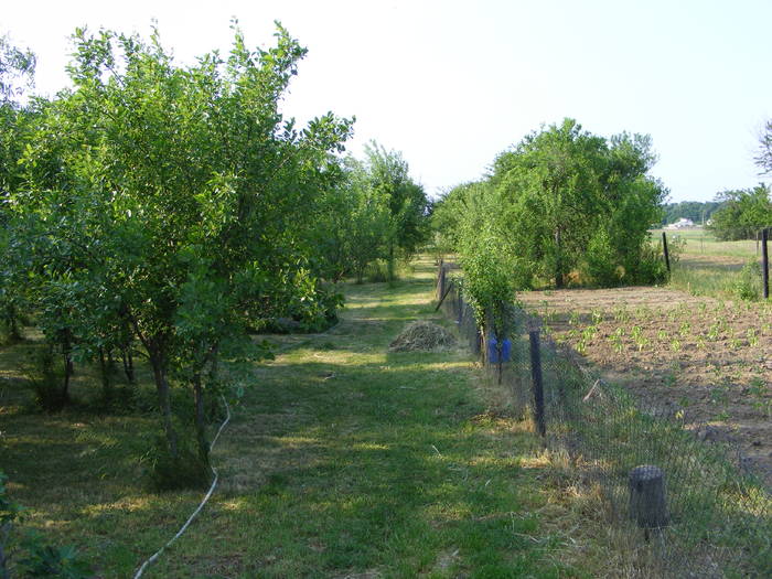 Gradina din spate