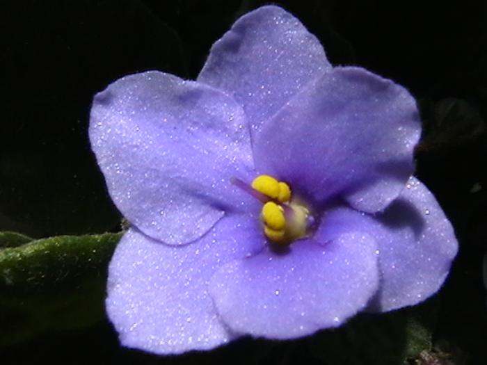 no name bleo - violete 2009