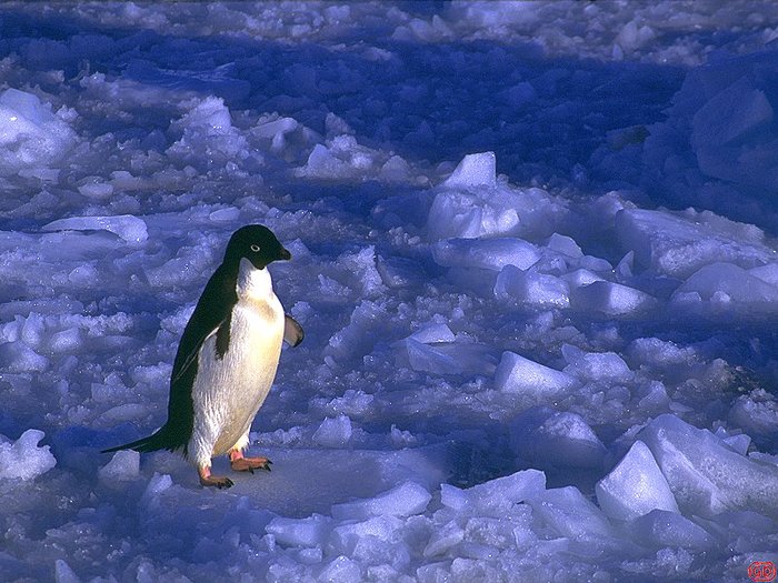 alt pinguin adelin - alaska and antarctica icebergs