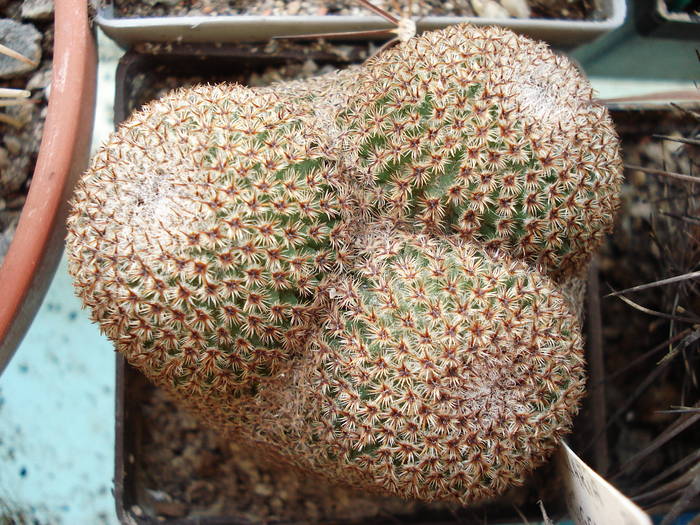Mammillaria crucigera - Cactusi
