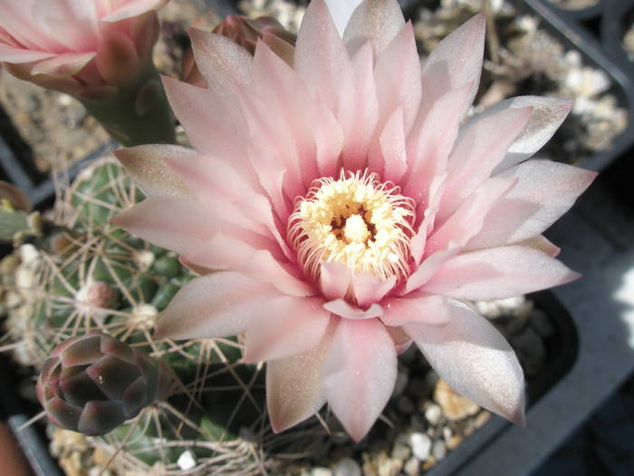 Gymno cu spin central - floare - Gymnocalycium