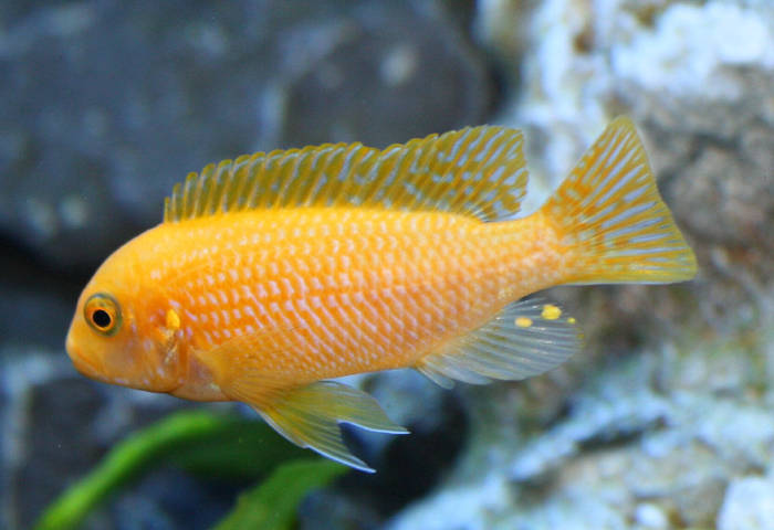 IMG_0771 - African Cichlid