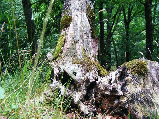 DSCF2574
