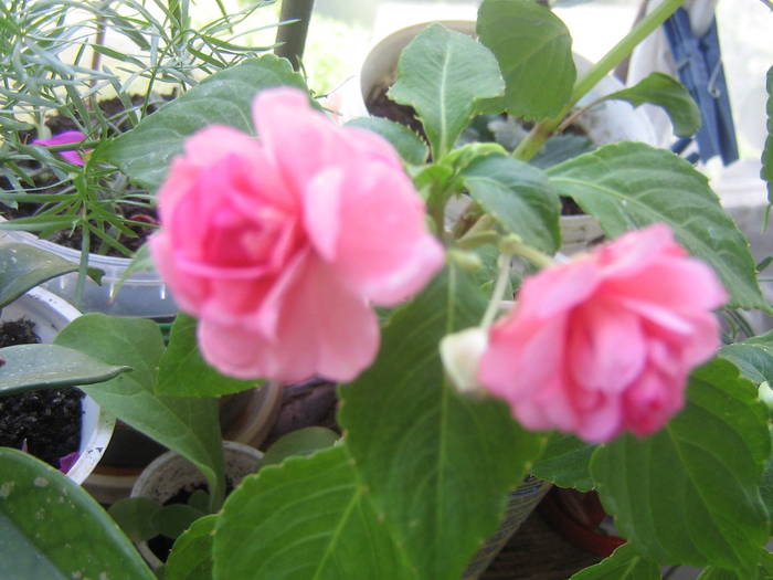 IMG_2210; impatiens
