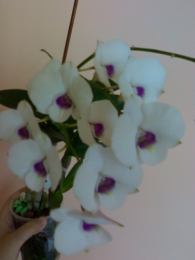 Den alb - Dendrobium phalaenopsis 2009