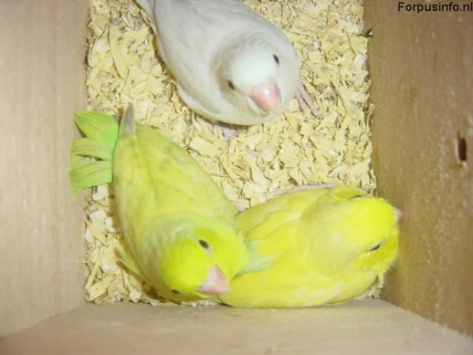 pui de papagal - papagali
