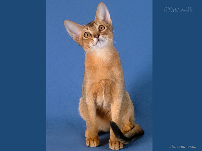 D_272 - Desktop Pisici