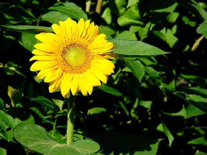 floarea soarelui_01 - 4_iulie