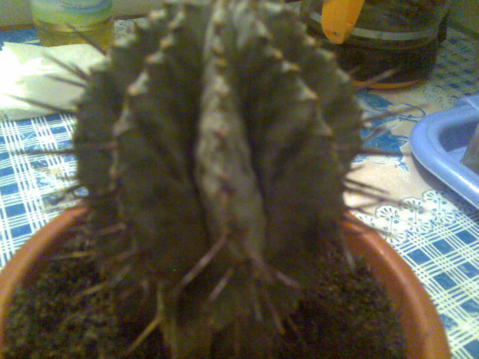 euphorbia horrida - cactusi si suculente-2009