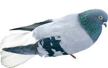 vioriu ramanesc - X-TODAS LAS RASAS DE PALOMAS EN EL MUNDO