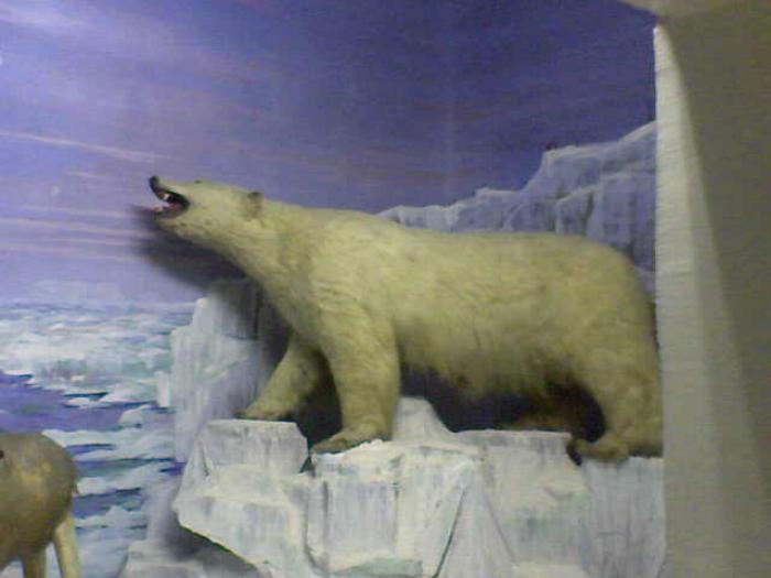 urs polar,muzeul grigore antipa.27-01-2008 - poze animale