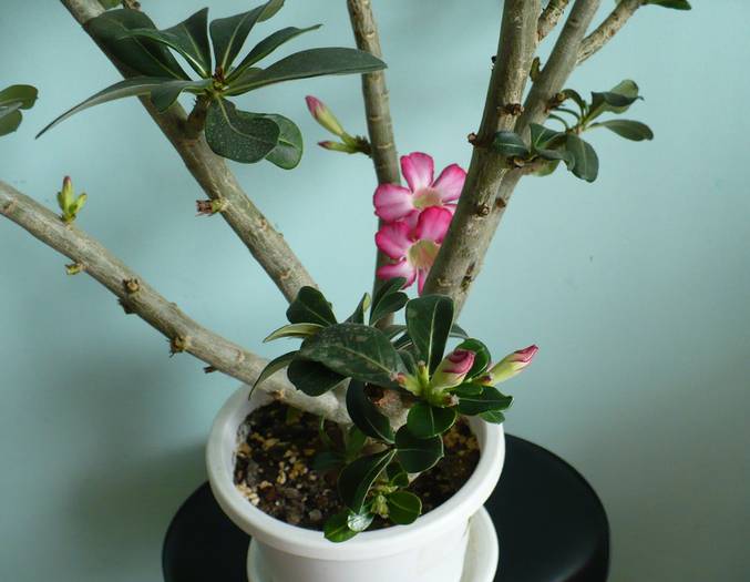 P1110487 - ADENIUM OBESUM