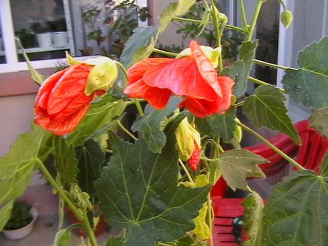abuti portocaliu