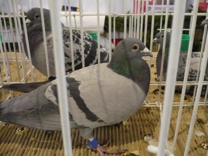 UCPR-Expo-Targoviste-2009-foto-55-ok