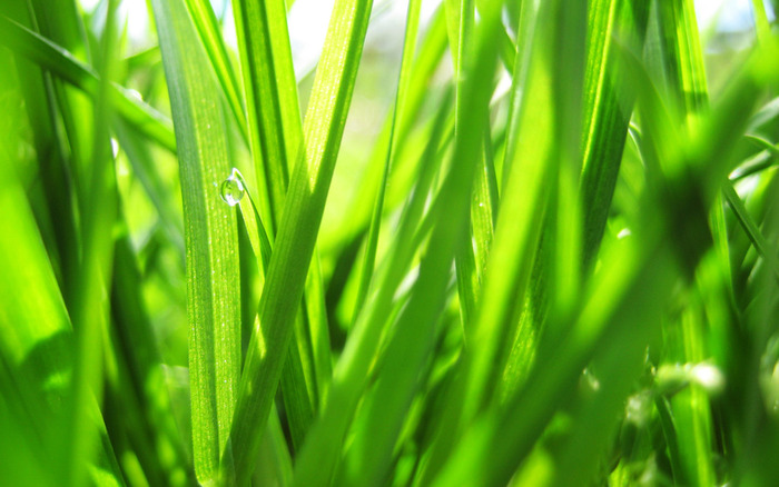 gras-green