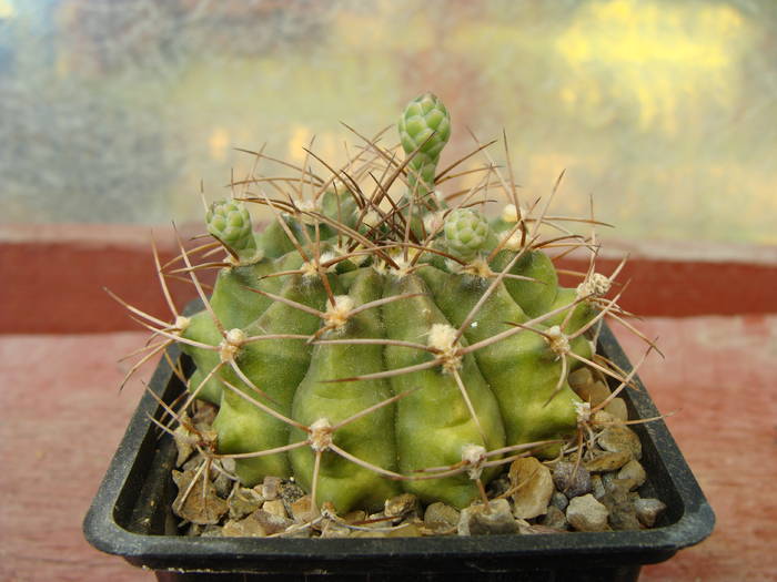 Gymnocalycium ? 3 - Gymnocalicium-Mammillaria