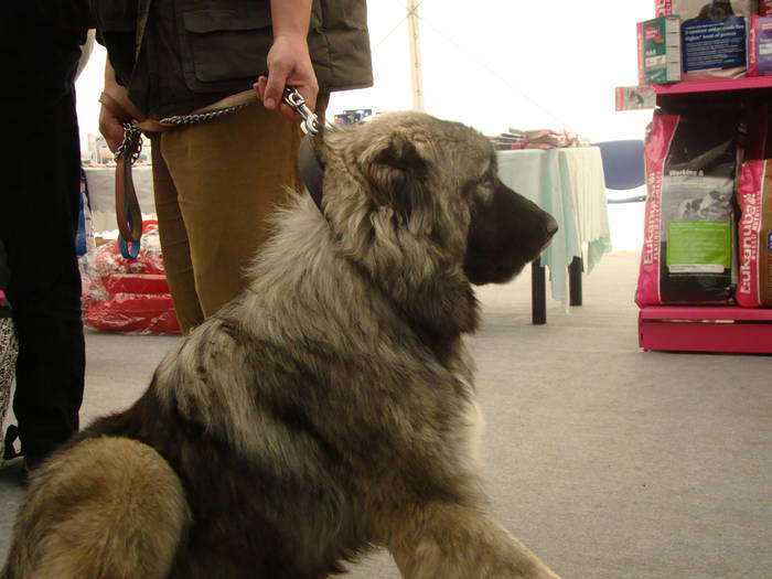 Picture 124 - Expo CACIB Cluj Napoca 15 11 2008