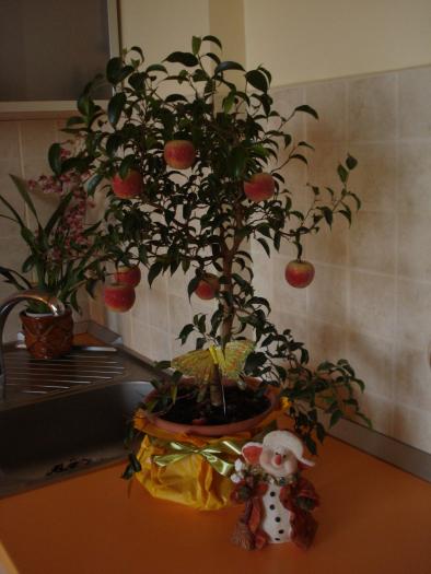 FICUS BENJAMIN - FLORILE MELE