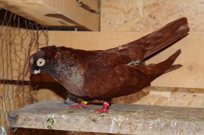 DSC_9893 - jucatori dublumotati calarasi 2008