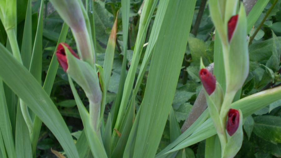 P8070134 - gladiole 2008-2009