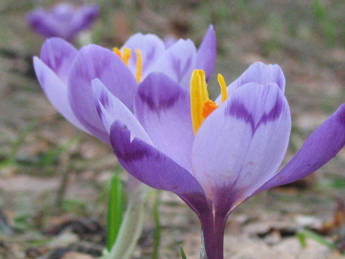 Munte aprilie 2008 - Busteni 2008 - Flori de primavara