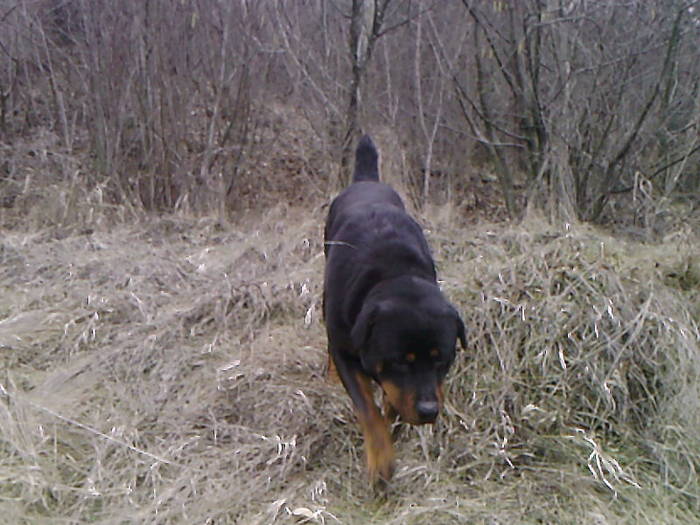 BELLA (11) - ROTTWEILER - BELLA