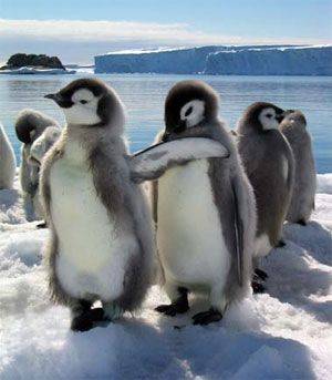 PINGUINI%20DIN%20ANTARCTICA - pentru lovedisneystar