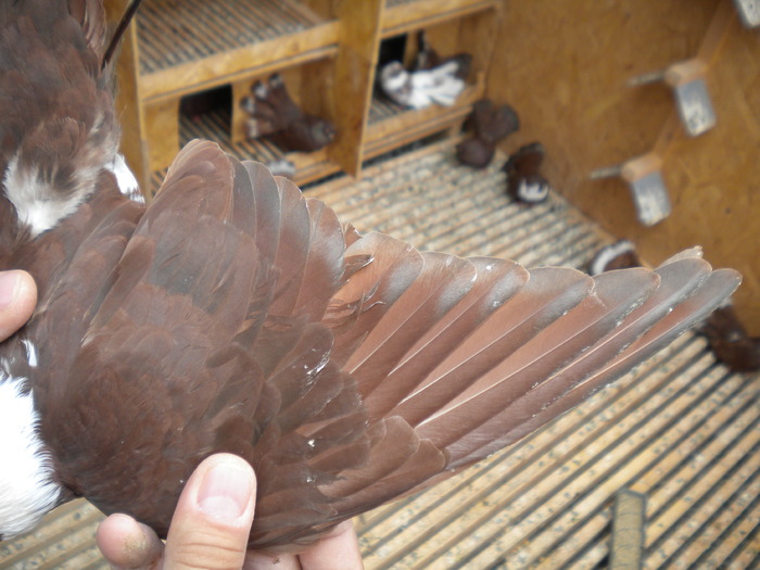 Picture 141 - Raicu 1