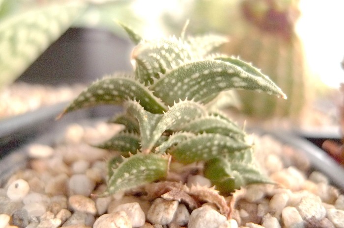  - Haworthia - Gasteria