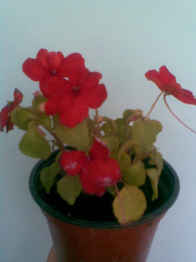 impatiens - FLORI -2009