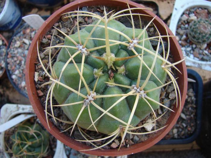 Gymnocalycium monvilei ssp. monvilei - Cactusi la Mangalia