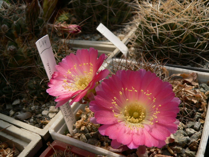 lobivia_maximiliana_v.iridescens_1 - genul Lobivia