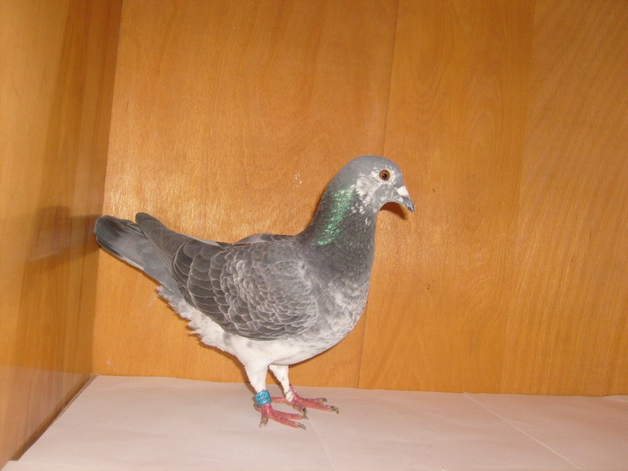 femela cuca 2008 - Porumbei mei de la Domnul Costel