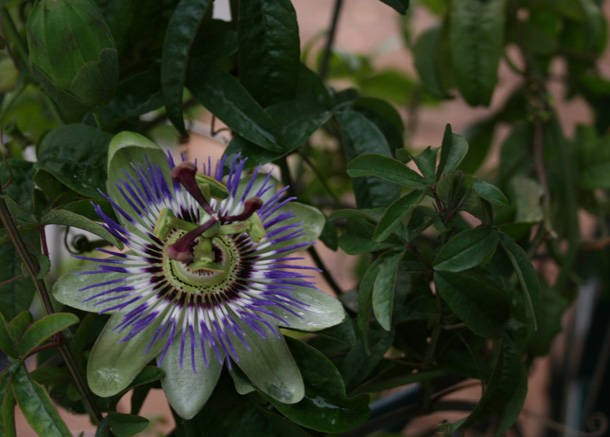 Passiflora caerulea - garden 2009