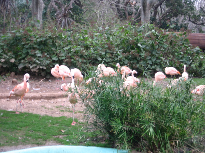 Pasari flamingo - Gradina Zoologica din Barcelona