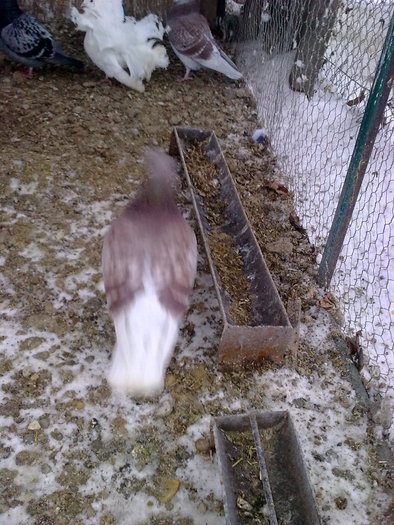 Imagine0051 - VOIAJORI