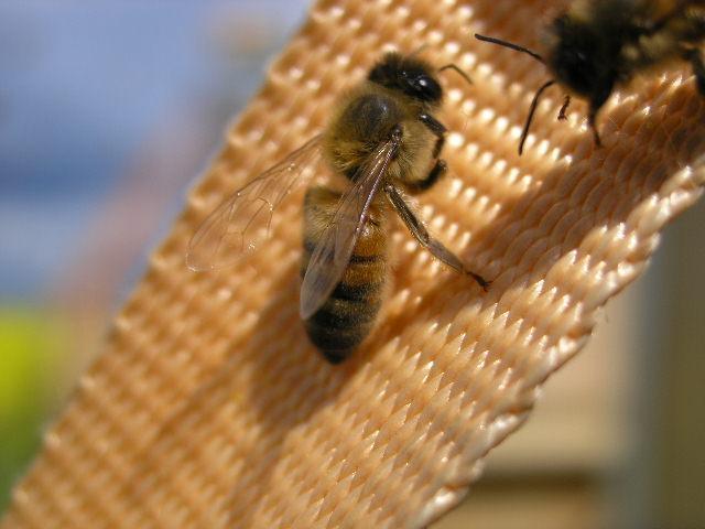715 - Albine si pentru albine