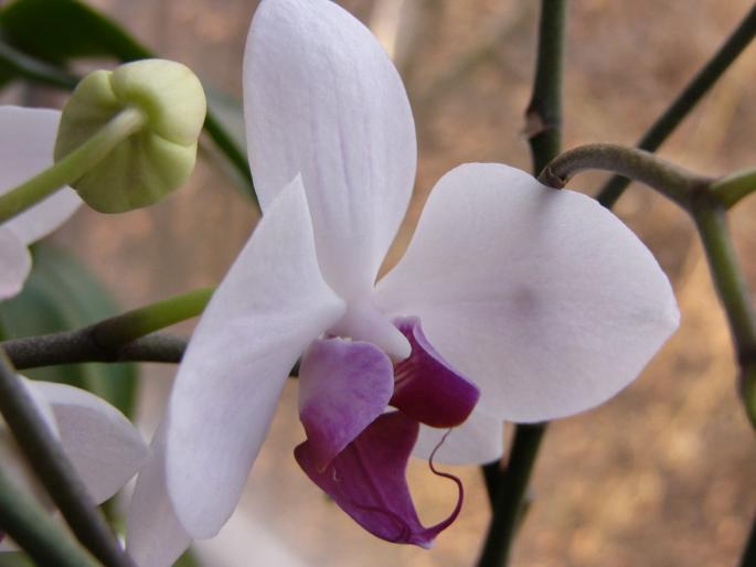 P1130059 - orchidee