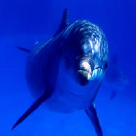 delfin in apa 1 - animale