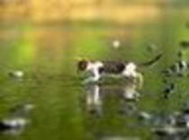 avatar pisicute 24547
