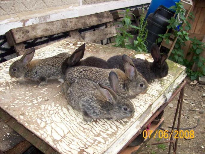 poze iepuri 173 - poze iepuri