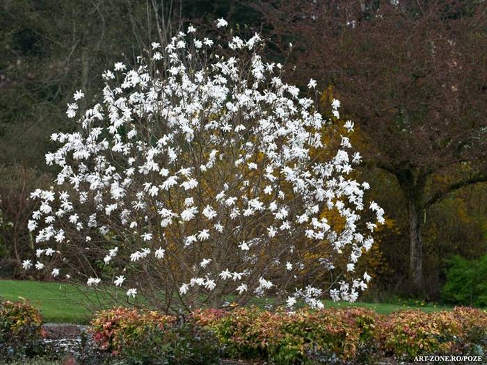 magnolia_stellata_waterlily - poze cu copaci