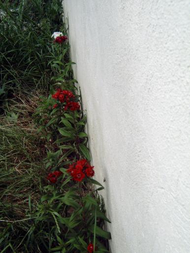 garofite - Plantele mele de terasa si exterior