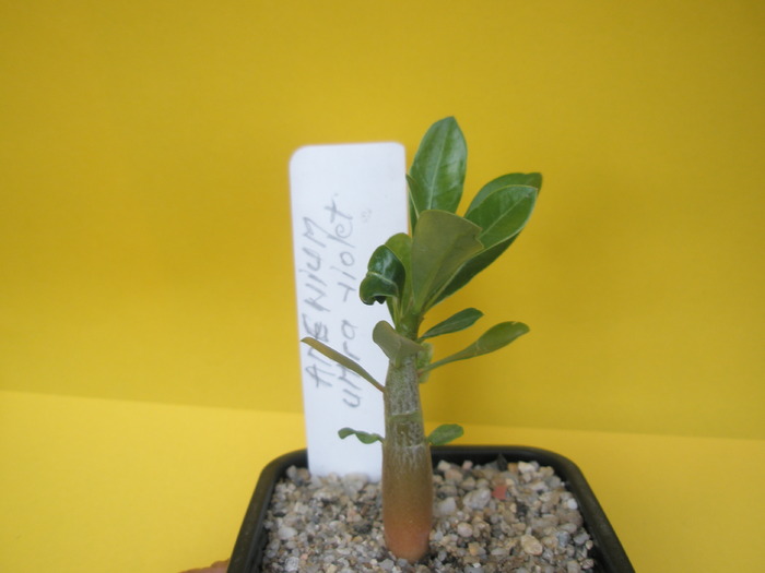 Adenium Ultra violet - seminte 2009 - Adenium 2009