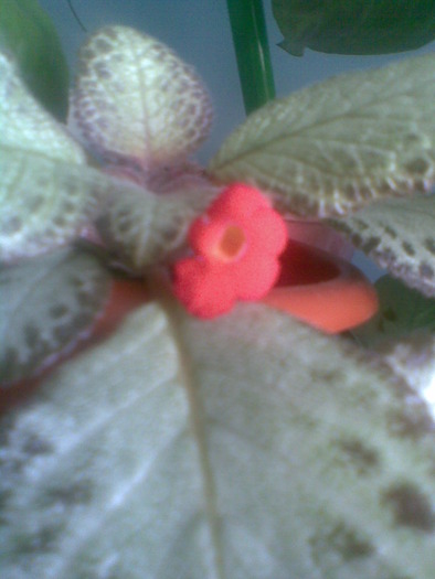 Imag536 - FLORI -2009