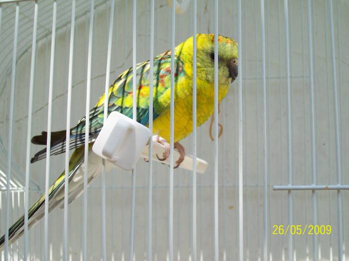 100_0488 - papagalul