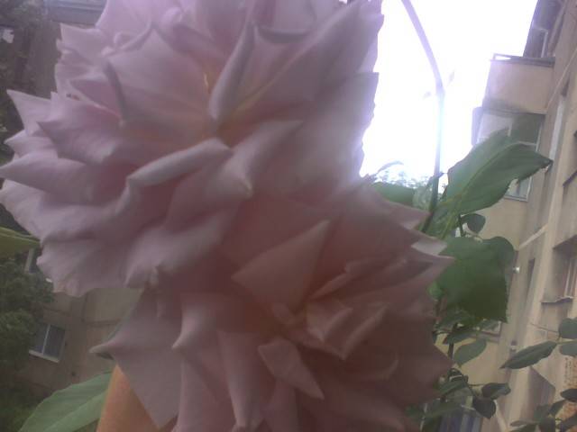 IMG_0809; theahibrid sterling mov
