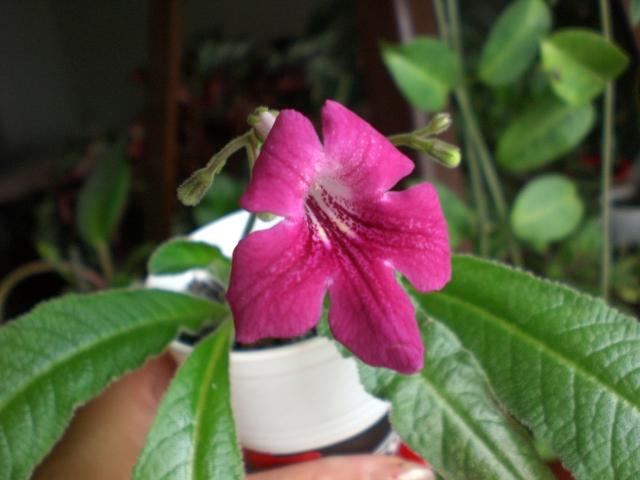 19 0ct 2008 010 - streptocarpus