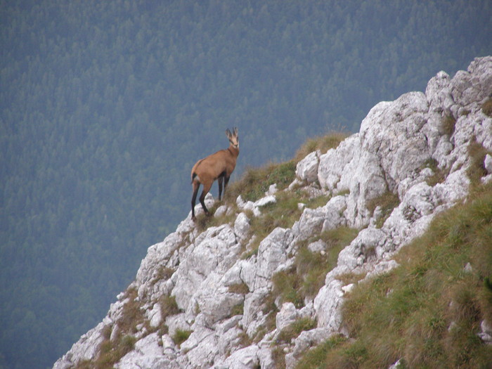 158 - Ab32 - Part 2 ZARNESTI PLAIU FOII VF ASCUTIT PIATRA CRAIULUI Aug 2009